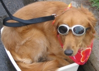 Dog in Goggles