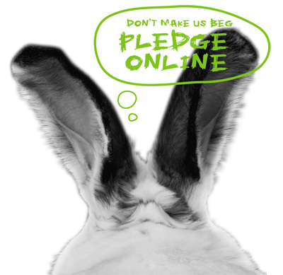 PledgeBunny