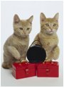Traveling Kittens