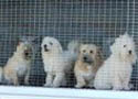 puppymill