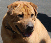 Walk for Animals