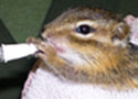 Wildlife
