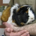 Professor Pig
