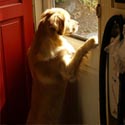 Dog at Door