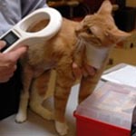 Microchip