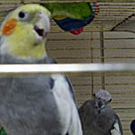 Birds