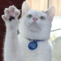 Paw Up