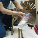 Baby Buck