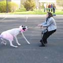 leash pull