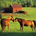 Horses