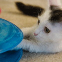 Cat Toys