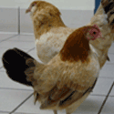 Chickens