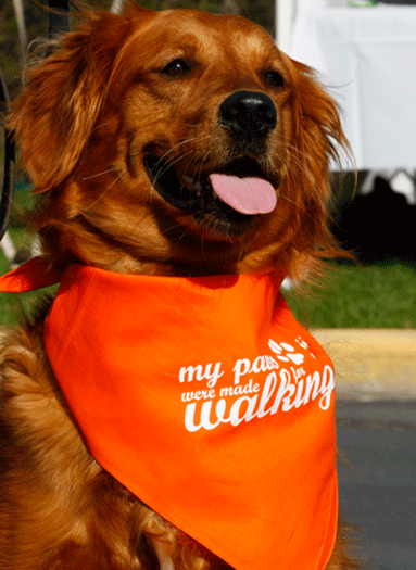 Golden at Walk for Animals