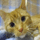 Tigger