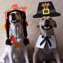 Dogs at Thanksgiving