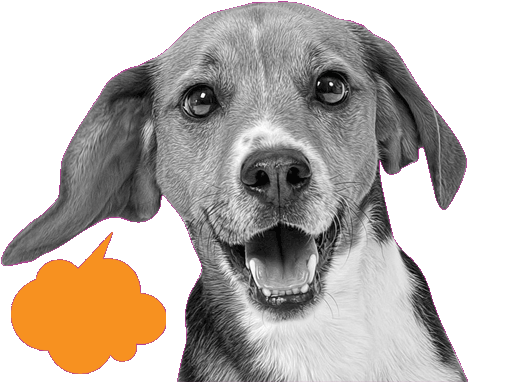 Walk for Animals 14873 Walk for the Animals April 30th!!!