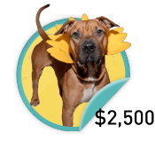 Pack Leader - for those leading fundraisers who have raised $2,500