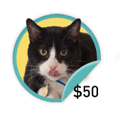 Fancy Cat- for those fancy cats who have raised $50