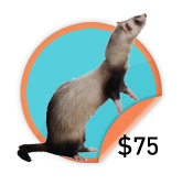 75-1.png
