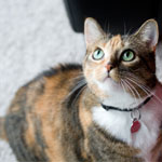 CAT.jpg