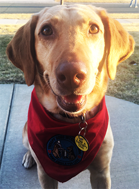 Headshot of Georgia the lab wearing a red bandana