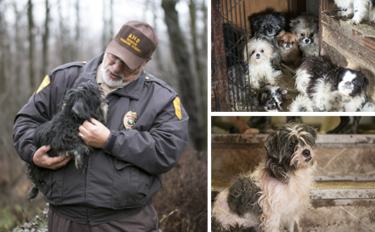 Collage of photos from the scene at Pine County