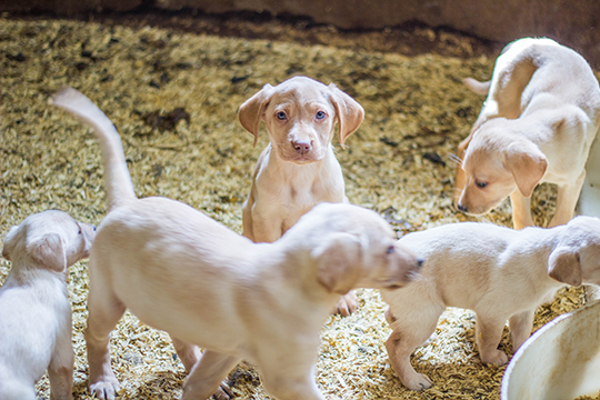 Photo of lab puppies living in unsanitary conditions