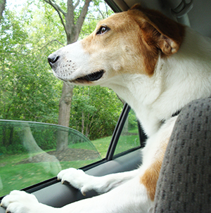 A dog enjoys a car ride while looking out the window