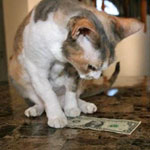 catmoney2.jpg