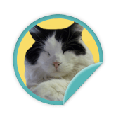 Cat Napper - for those that can't join us at the Walk but are still fundraising to help animals in need
