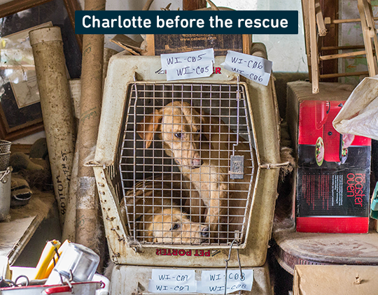 Charlotte inside of a cramped crate before she was rescued