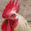 chicken.jpg