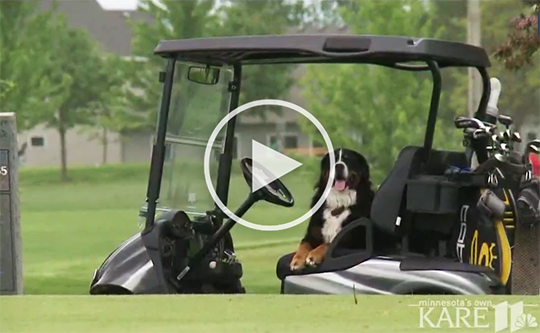 Davos sitting in a golf cart on the course