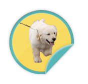 Dog Walkers - for those that are walking for the animals on May 4, 2013