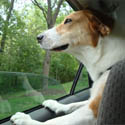 dogwindow.jpg