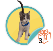 Pet Partner - for our partners who have garnered three donations