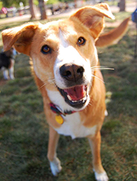 happy-dog-sm2.jpg