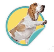 Helping Paws - for those helping paws that will volunteer at this year's Walk for Animals