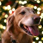 holidog.jpg
