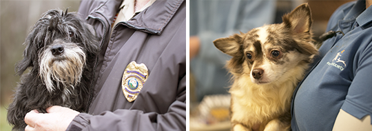 two dogs held by Animal Humane Society staff after rescue