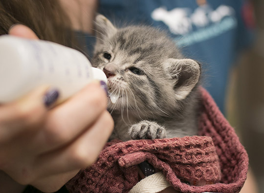 An AHS staff member bottle feeding a tiny kitten