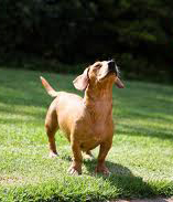 prouddog.jpg