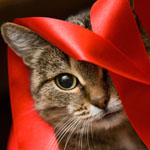 ribbon cat.jpg
