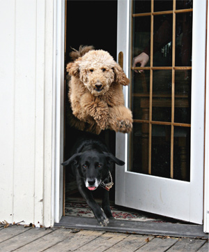 Leaping Dog