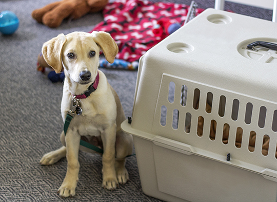 A yellow lab puppy sits next to a crate