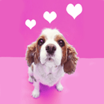 valentinedog.gif