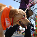 walkgolden.jpg