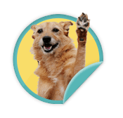 High Five - for those animal lovers who have raised funds for 2 or more Walk for Animals