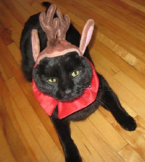 Zelda as Reindeer