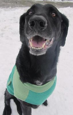 Hi, I'm Max - team mascot and Tri-pawd
